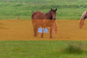 馬油の特徴と安全性