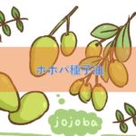 ホホバ種子油の特徴と安全性