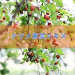 ナツメ果実エキスの特徴と安全性
