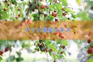 ナツメ果実エキスの特徴と安全性