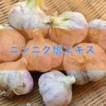 ニンニク根エキスの特徴と安全性