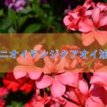 ニオイテンジクアオイ油の特徴や安全性