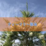 ティーツリー葉油の特徴と安全性