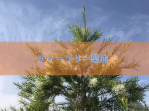 ティーツリー葉油の特徴と安全性