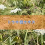 トウキ根エキスの特徴や安全性