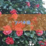 ツバキ油の特徴と安全性