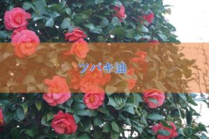 ツバキ油の特徴と安全性