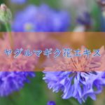 ヤグルマギク花エキスの特徴や安全性
