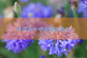 ヤグルマギク花エキスの特徴や安全性