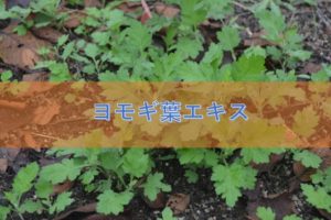 ヨモギ葉エキスの特徴と安全性