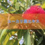 ユーカリ葉エキスの特徴と安全性