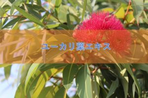 ユーカリ葉エキスの特徴と安全性