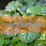 ユキノシタエキスの特徴と安全性