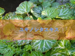 ユキノシタエキスの特徴と安全性