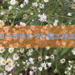 ローマカミツレ花エキスの特徴と安全性