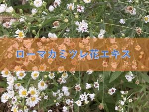 ローマカミツレ花エキスの特徴と安全性