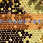 ローヤルゼリーエキスの特徴と安全性