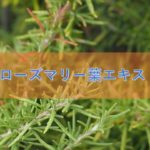 ローズマリー葉エキスの特徴と安全性