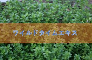 ワイルドタイムエキスの特徴と安全性