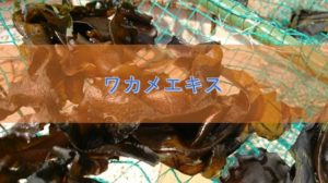 ワカメエキスの特徴と安全性