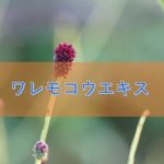 ワレモコウエキスの特徴と安全性