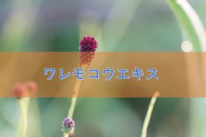ワレモコウエキスの特徴と安全性